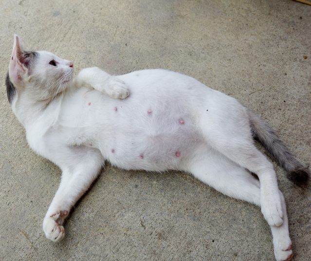  3-Week Pregnant Cat Nipples