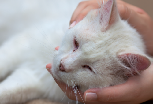 3-Week Pregnant Cat Nipples