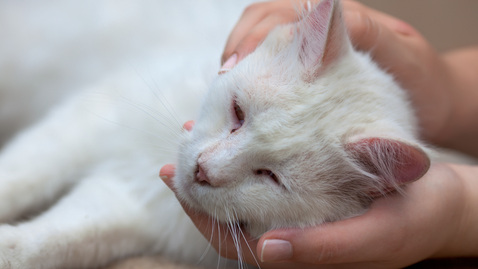 3-Week Pregnant Cat Nipples