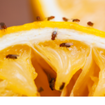 get rid of fruit flies