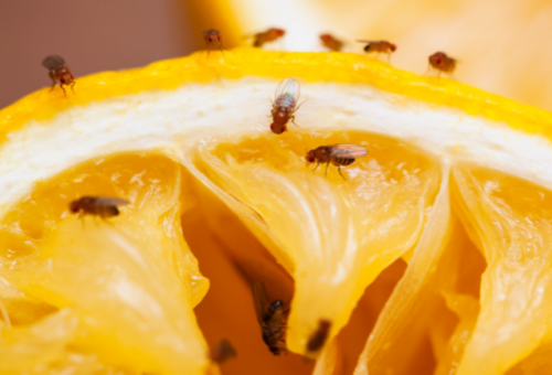 get rid of fruit flies