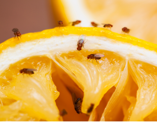 get rid of fruit flies